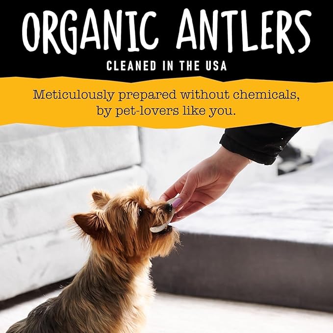 Snatchers Split Elk Antlers for Dogs – Long Lasting Dog Chews and Dog Toys for Aggressive Chewers, Naturally Shed Deer Antlers for Dogs Processed in The USA, No Additives (Jumbo, 9-13", 1 Count)