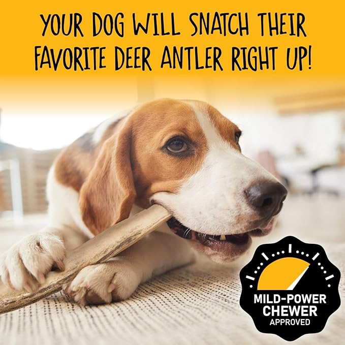 Snatchers Split Elk Antlers for Dogs – Long Lasting Dog Chews and Dog Toys for Aggressive Chewers, Naturally Shed Deer Antlers for Dogs Processed in The USA, No Additives (Medium, 5-7", 1 Count)