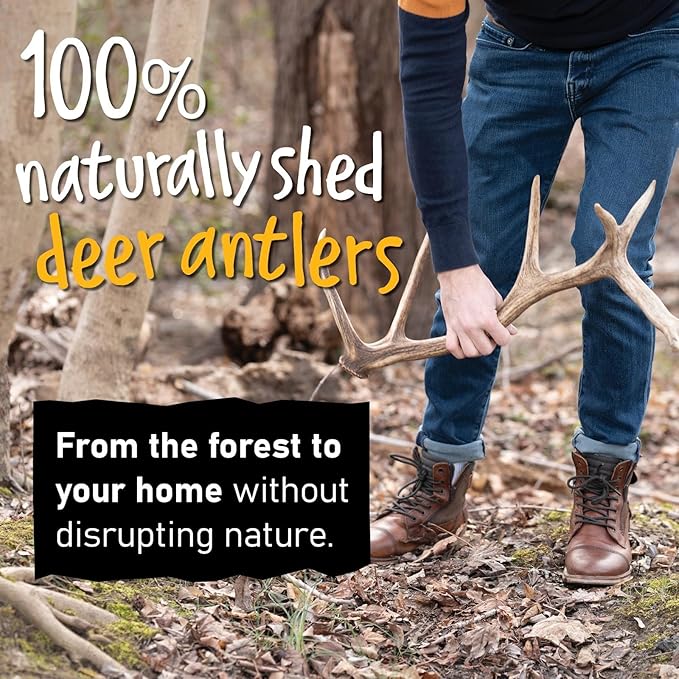 Snatchers Elk Antlers for Dogs – Long Lasting Dog Chews and Dog Toys for Aggressive Chewers, Naturally Shed Deer Antlers for Dogs Processed in The USA, No Additives (Large, 7-8", 1 Count)