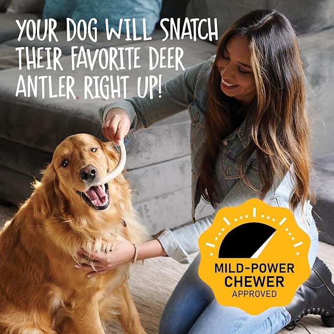 Snatchers Elk Antlers for Dogs – Long Lasting Dog Chews and Dog Toys for Aggressive Chewers, Naturally Shed Deer Antlers for Dogs Processed in The USA, No Additives (Medium, 5-7", 1 Count)