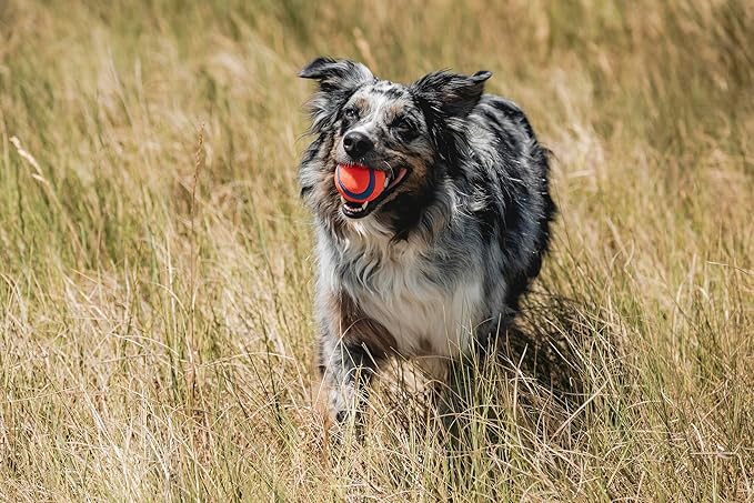 Chuckit! Ultra Ball Dog Toy - Medium Bouncy Fetch Balls for Dogs 20-60 lbs - Made from Durable Rubber - Floating Water Pet Toys - Size Medium - 2.5-inch Diameter - Pack of 6